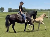 Kobyła, Rocky Mountain Horse — zdjęcie 3