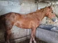 Kobyła, Swedish warmblood horse — zdjęcie 2