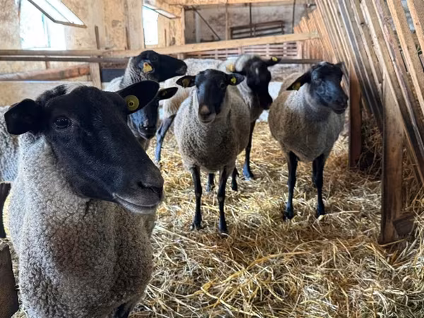 Owca, Baerchuke sheep
