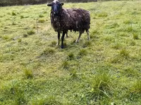 Ziege, Kejobong goat — Foto 6