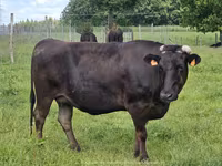 Krowa, Wagyu — zdjęcie 1