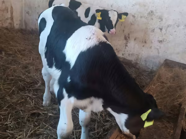 Bull, Cattle