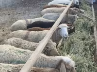 Sheep, Sheep — photo 1