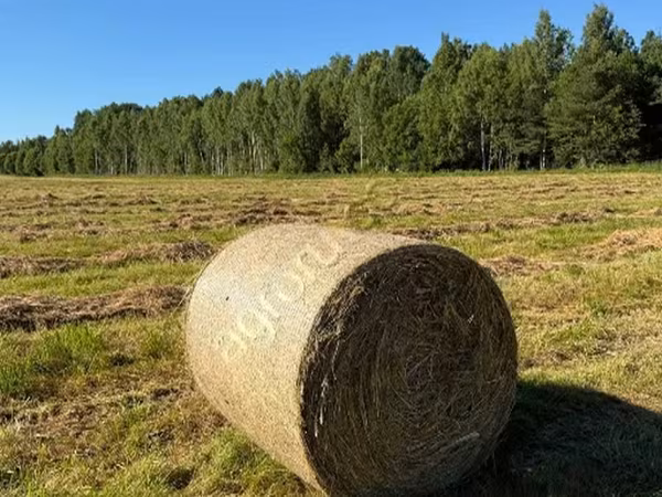 Сено луговое разнотравье