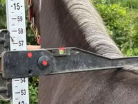 Kobyła, Rocky Mountain Horse — zdjęcie 3