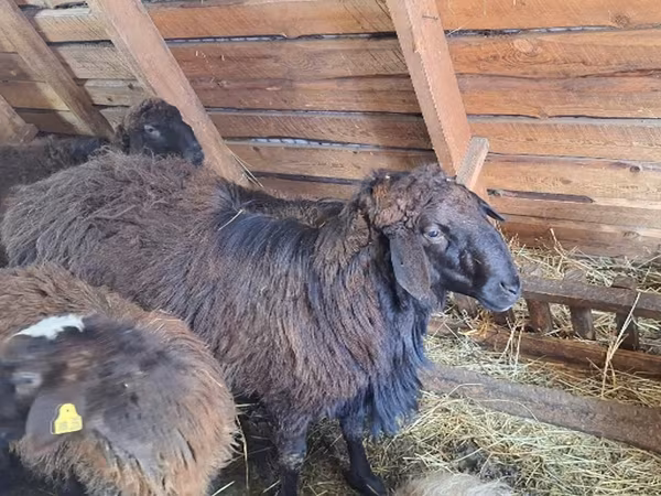 Baran, Edilbay sheep — Rosja