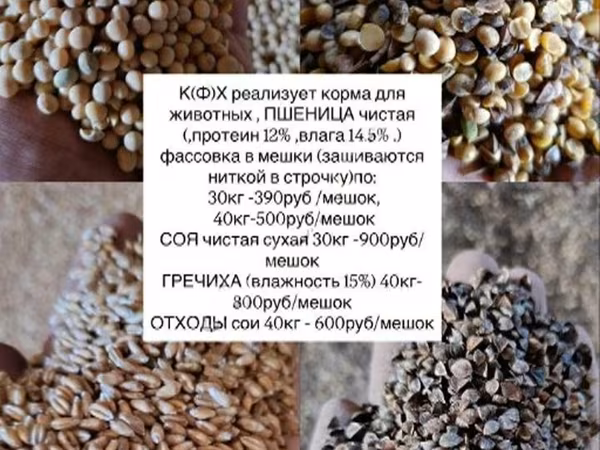Зерно фураж