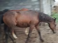 Caballo, Horse breed — foto 8