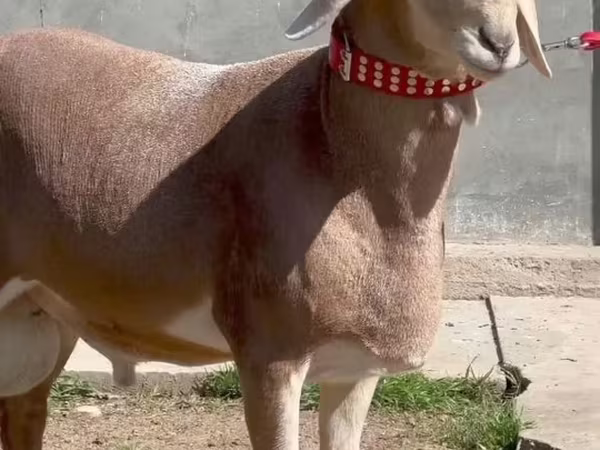 Ram, Sheep