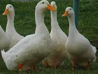 Amerykański Pekin — zdjęcie 1