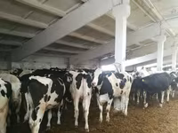 Cow, Holstein breed — photo 5