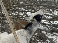 Billy Goat, Saanen goat — photo 4