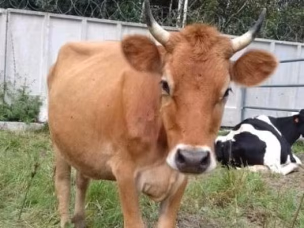Krowa, Rasa jerseyjska