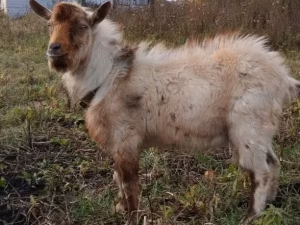 Kozioł, Kozy — Rosja