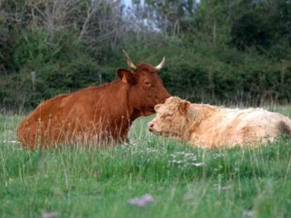 गाय, Salers cattle
