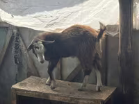Goat, LaMancha goats — photo 4