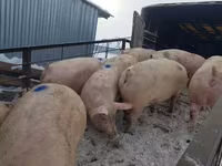 Säue, Schweine — Foto 4