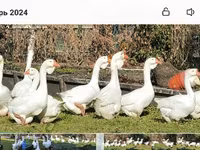 Geese — zdjęcie 2