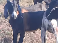 बकरा, Nubian Goat — फ़ोटो 2