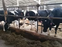 Cow, Swiss cattle — photo 1