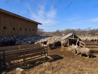 Baran, Kazakh fat-tailed coarsewool sheep — zdjęcie 5