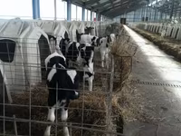 Bull, Holstein breed — photo 1