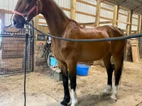 Stute, Dutch warmblood horse — Foto 4