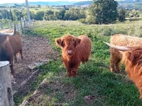 Krowa, Highland — zdjęcie 2