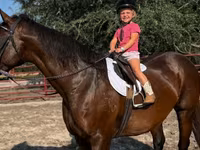 Mare, Quarter Horse — photo 1