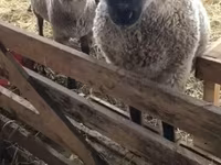 Owca, Blackheaded Persian sheep — zdjęcie 1