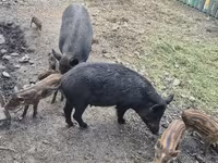 Sow, Pigs — photo 5