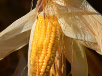 Porumb de la producator- 3,00lei/kg. Fălești. Кукуруза в зернах. — zdjęcie 2
