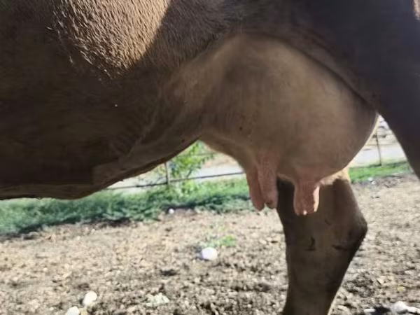 Cow, Alatau breed
