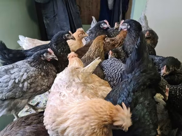 Chickens