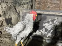 Chickens — zdjęcie 7