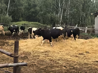 Kuh, Holstein-Rasse — Foto 4