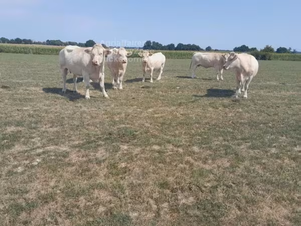 Krowa, Charolais cattle