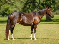 فرس, American paint horse — الصورة 1