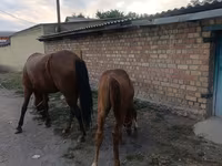Mare, Thoroughbred horse — photo 4