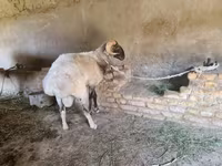 Carnero, Rhon sheep — foto 3
