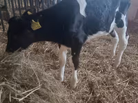 Корова, Коровы — фото 4