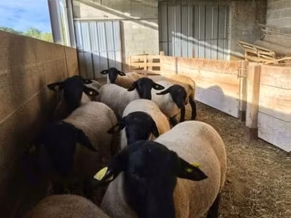Baran, White Suffolk sheep
