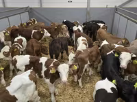 Byk, Bydło — zdjęcie 1