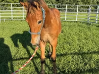 Hengst, Rocky Mountain Horse — Foto 6
