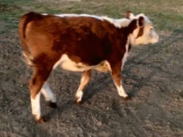 Byk, Swiss cattle