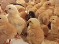 Chickens — zdjęcie 7