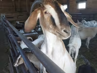Koza, Nubian Goat — zdjęcie 1
