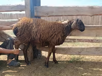 Widder, Katum sheep — Foto 7