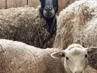 Baran, Katum sheep — zdjęcie 8