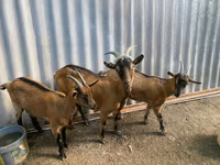 Cabra, Cabras — foto 2